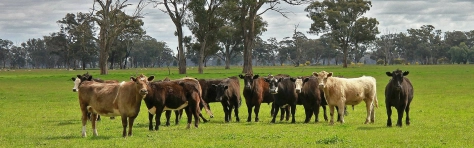 cows in a paddock