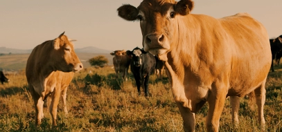 cattle on farm land